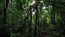 Panning tilt shot of a  lowland rainforest, Panguana Reserve, Huanuco Region, Peru, 2014.