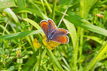Brown argus butterfly (Plebeius agestis) butterfly, female on Birdsfoot trefoil Hutchinson's Bank, New Addington, Croydon, South London, England, UK, June.