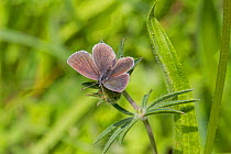 Small blue butterfly (Cupido minimus) male, Hutchinson's Bank, New Addington, Croydon, South London, England, UK, June.