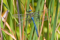 Emperor dragonfly (Anax imperator) male, Greenwich Peninsula Ecology Park, London, England, UK,  June.