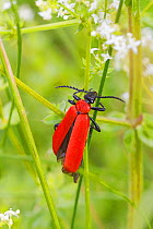 Cardinal beetle (Pyrochroa coccinea) Hutchinson's Bank, New Addington, Croydon, South London, England, UK, June.