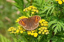 Female meadow brown butterfly (Maniola jurtina) feeding on tansy Lewisham, South East London, England, UK, July.