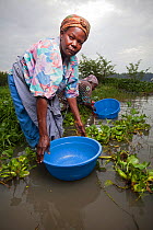 Women with plastic tubs for washing clothes wading out to reach lake edge beyond invasive Water hyacinth (Eichhornia crassipes) Kisumu region, Lake Victoria, Kenya, December 2013.