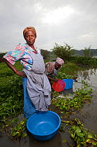 Women with washing bowls wading out to reach lake edge beyond invasive Water hyacinth (Eichhornia crassipes) Kisumu region, Lake Victoria, Kenya, December 2013.