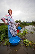 Women with washing bowls wading out to reach lake edge beyond invasive Water hyacinth (Eichhornia crassipes) Kisumu region, Lake Victoria, Kenya, December 2013.