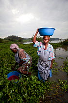 Women carrying plastic washing bowl on head wade through invasive Water hyacinth (Eichhornia crassipes) to reach lake edge, Kisumu region, Lake Victoria, Kenya