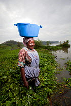 Woman carrying plastic washing bowl on head and wading through invasive Water hyacinth (Eichhornia crassipes) at lake edge, Kisumu region, Lake Victoria, Kenya