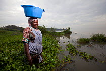 Woman carrying plastic washing bowl on head and wading through invasive Water hyacinth (Eichhornia crassipes) at lake edge, Kisumu region, Lake Victoria, Kenya