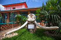 African elephant skull (Loxodonta africana) Natural History Museum of Kigali, also known as Kandt House, Kigali, Rwanda, April 2014.