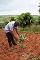 Rwandan agronomist checking Macadamia nut (Macadamia sp.) sapling on an industrial farm, Rwamagana District, Rwanda, March 2014.