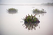 Clumps of highly invasive Water hyacinth (Eichhornia Crassipes) floating on Lake Victoria, Kenya, April 2013.
