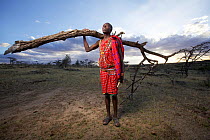 Maasai man collecting wood for fuel, Mara region, Kenya, September 2013.