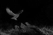 Little owl (Athene noctua) flying at night, Mayenne, France, February. Taken with infra red camera.