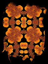 Kaleidescope image formed from photograph of Bush viper (Atheris squamigera). See 01499520 for the original.