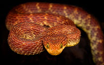 Bush viper (Atheris squamigera) captive, occurs in West and Central Africa.