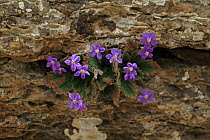 Pyrenean violet (Ramonda myconi) Hautes-Pyrenees, France, June.