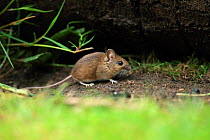 Wood mouse (Apodemus sylvaticus) Norfolk, England, UK, June.
