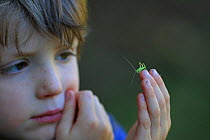 Young boy with female Longhorn grasshopper (Tettigoniidae) nymph on finger, Norfolk, Great Britain, UK, June. Model released.