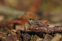 Mottled grasshopper (Myrmeleotettix maculatus) Norfolk, England, UK, August.