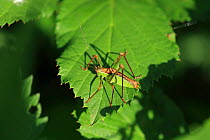 Speckled bush-cricket (Leptophyes punctatissima) Brittany, France, August.