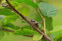 Dark bushcricket (Pholidoptera griseoaptera) Brittany, France, August.