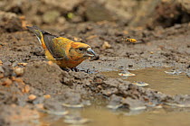 Common crossbill (Loxia curvirostra) drinking, with wasp flying towards it, Norfolk, UK, April.