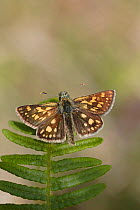 Chequered skipper butterfly, (Carterocephalus palaemon) Highland, Scotland, UK, May.