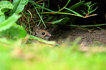 Wood mouse (Apodemus sylvaticus) Norfolk, England, UK, June.
