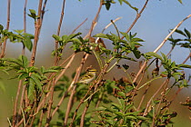 Pallas's warbler (Phylloscopus proregulus) Norfolk, UK, October.