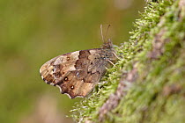 Speckled wood butterfly (Pararge aegeria) Buxton Heath, Norfolk, UK, April.
