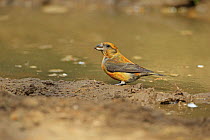 Common crossbill (Loxia curvirostra) by puddle Norfolk, UK, April.