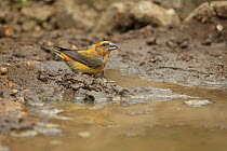 Common crossbill (Loxia curvirostra) by puddle Norfolk, Great Britain, UK, April.