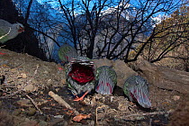Blood pheasant (Ithaginis cruentus) flock drinking from small stream, Lantsang Mekong river, Kawakarpo Mountain, Meri Snow Mountain National Park, Yunnan Province, China, January. Taken with remote ca...