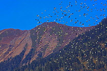 Derby's parakeet (Psittacula derbiana) flock in flight, Kawakarpo Mountain, Meri Snow Mountain National Park, Yunnan Province, China, October 2009.
