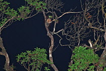 Indian giant flying squirrel (Petaurista philippensis) in tree at night, with eye shine, Tengchong county, Gaoligong Mountain National Nature Reserve, Yunnan Province, China, April.
