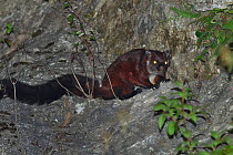 Indian giant flying squirrel (Petaurista philippensis) on ground at night, with eye shine, Tengchong county, Gaoligong Mountain National Nature Reserve, Yunnan Province, China, April.