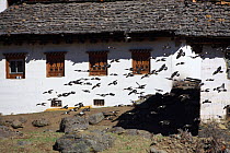 Snow pigeon (Columba leuconota) flock flying past house, Kawakarpo Mountain, Meri Snow Mountain National Park, Yunnan Province, China, January.