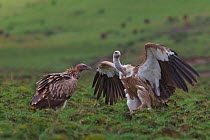 Himalayan griffon vultures (Gyps himalayensis) one with wings stretched, Ruoergai National Nature Reserve, Sichuan Province, China, August., January.