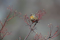 Three-banded rosefinch (Carpodacus trifasciatus) singing, Kawakarpo Mountain, Meri Snow Mountain National Park, Yunnan Province, China, January.