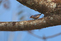 Velvet-fronted nuthatch (Sitta frontalis) on treeb branch, Ruili County, Dehong Dai and Jingpo Autonomous Prefecture, Yunnan Province, China, February.