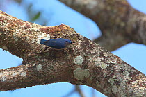 Velvet-fronted nuthatch (Sitta frontalis) on tree trunk, Ruili County, Dehong Dai and Jingpo Autonomous Prefecture, Yunnan Province, China, February.