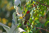 Red-faced liocichla (Liocichla phoenicea) perched, Tengchong county, Gaoligong Mountain National Nature Reserve, Yunnan Province, China, February.
