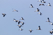 Asian open-bill (Anastomus oscitans) flock in flight, Mengzi city, HongHe prefecture, Yunnan Province, China, October.
