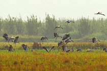 Asian open-bill (Anastomus oscitans) flock landing, Mengzi city, HongHe prefecture, Yunnan Province, China, October.