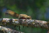 Pallas's squirrel (Callosciurus erythraeus) Tengchong county, Gaoligong Mountain National Nature Reserve, Yunnan Province, China.