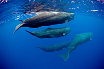 Pod of Sperm whales (Physeter macrocephalus) Dominica, Caribbean Sea, Atlantic Ocean. Vulnerable species.