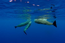 Pod of Sperm whales (Physeter macrocephalus) Dominica, Caribbean Sea, Atlantic Ocean.