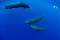 Sperm whales (Physeter macrocephalus) mother and baby Dominica, Caribbean Sea, Atlantic Ocean. Vulnerable species.