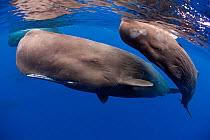 Sperm whales (Physeter macrocephalus) mother and baby Dominica, Caribbean Sea, Atlantic Ocean. Vulnerable species.