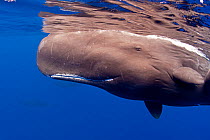 Portrait of Sperm whale (Physeter macrocephalus) Dominica, Caribbean Sea, Atlantic Ocean. Vulnerable species.